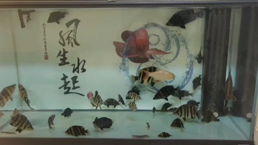 虎魚適合跟什么魚混養除了以外