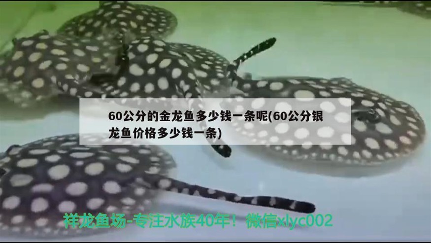 60公分的金龍魚多少錢一條呢(60公分銀龍魚價格多少錢一條)