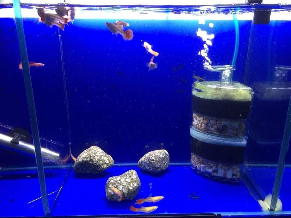 大魚缸適合養孔雀魚嗎視頻：孔雀魚飼養技巧