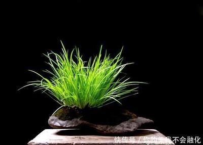 大魚缸水草放哪里養(yǎng)比較好：大型魚缸水草的選擇
