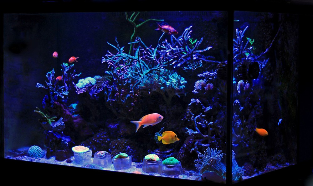 大齊的魚缸視頻：趕海抓海鮮的技巧