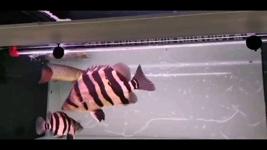 剛進(jìn)缸就明的虎魚真的不錯(cuò)哦⊙_⊙ 虎魚百科 第1張 剛進(jìn)缸就明的虎魚真的不錯(cuò)哦⊙_⊙ 剛進(jìn)缸就明的虎魚真的不錯(cuò)哦⊙_⊙ 虎魚百科 第1張
