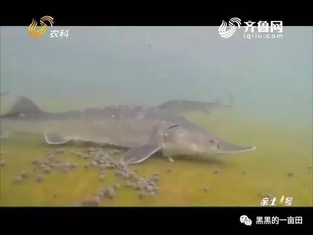 大魚水族魚缸養什么魚最好養：大魚水族魚缸養什么魚最好養大魚水族魚缸養什么魚最好養