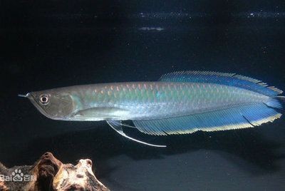 黑龍魚長什么樣