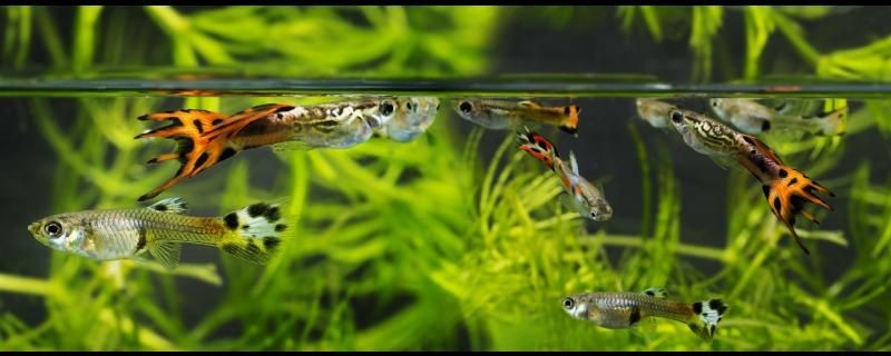 孔雀魚缸里可以養綠蘿嗎