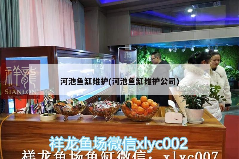 河池魚缸維護(河池魚缸維護公司)