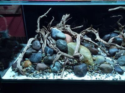 敞開式生態魚缸造景圖案設計：敞開式生態魚缸造景圖案設計需要綜合考慮過濾系統的選擇 敞開式生態魚缸造景圖案設計：敞開式生態魚缸造景圖案設計需要綜合考慮過濾系統的選擇 魚缸百科 第1張