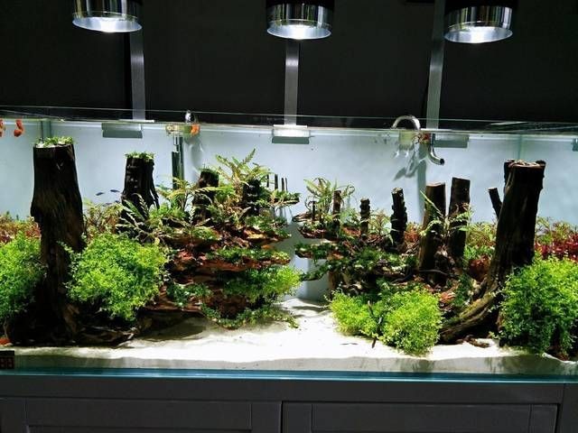 敞開式生態魚缸造景圖案設計：敞開式生態魚缸造景圖案設計需要綜合考慮過濾系統的選擇 敞開式生態魚缸造景圖案設計：敞開式生態魚缸造景圖案設計需要綜合考慮過濾系統的選擇 魚缸百科 第2張