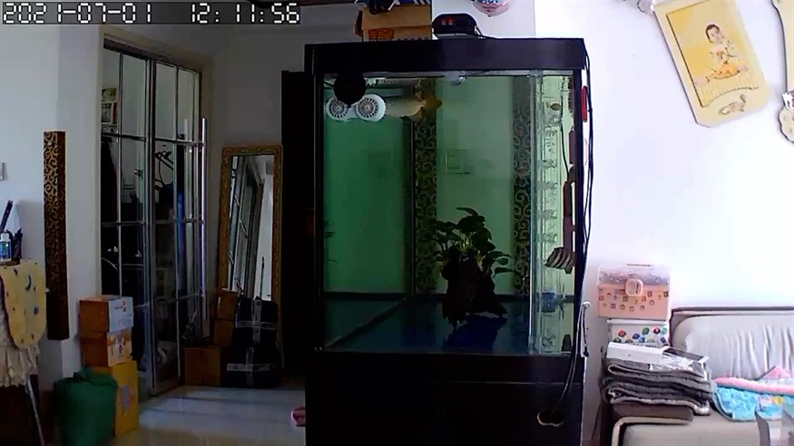 虎魚蹭缸