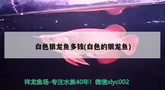 白色銀龍魚多錢(白色的銀龍魚)