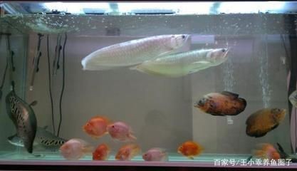 如何快速養活印尼紅龍魚？