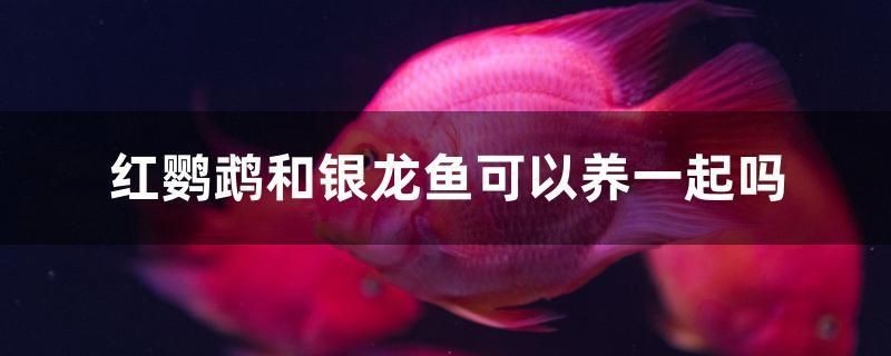 金龍魚和鸚鵡魚混養水溫（金龍魚和虎魚混養水溫）