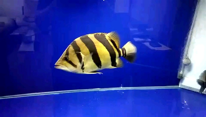 印尼虎魚壓成階段 印尼虎魚壓成階段 虎魚百科