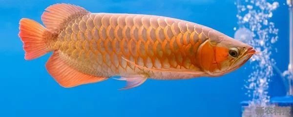 龍魚燈的安裝位置圖 龍魚燈的安裝位置圖 龍魚百科 第1張