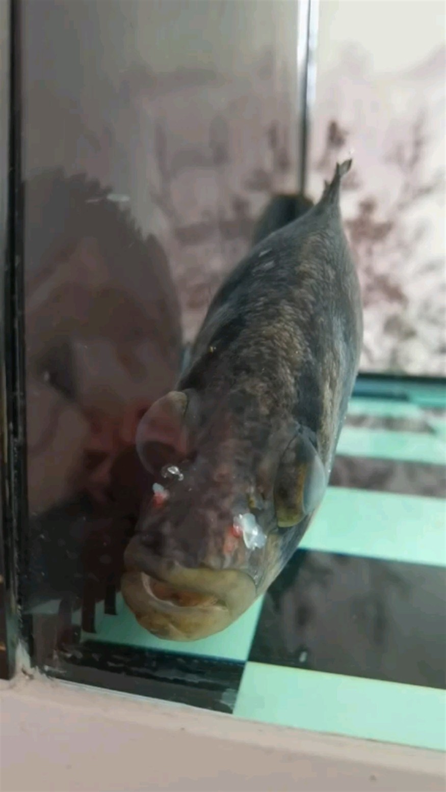 虎魚鼻子長兩個跟粉刺一樣的東西