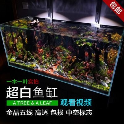 超白缸魚缸：超白缸的選擇指南
