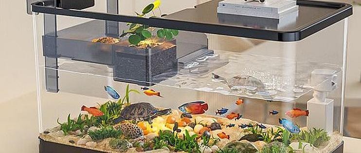 紅龍魚什么燈光比較合適養（紅龍魚什么燈光比較合適養呢）