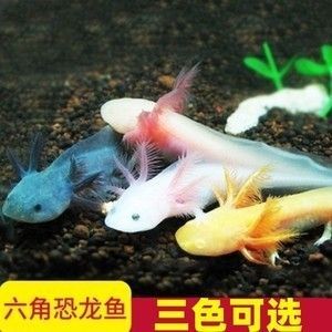 成年龍魚會咬小龍魚嗎