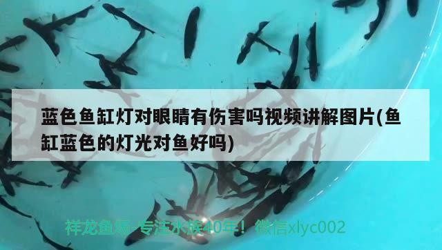 藍色魚缸燈對眼睛有傷害嗎視頻講解圖片(魚缸藍色的燈光對魚好嗎)