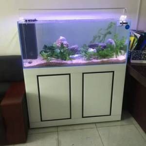 大型海水魚缸換水技巧：大型海水魚缸換水注意事項在給魚缸換水時需要注意什么
