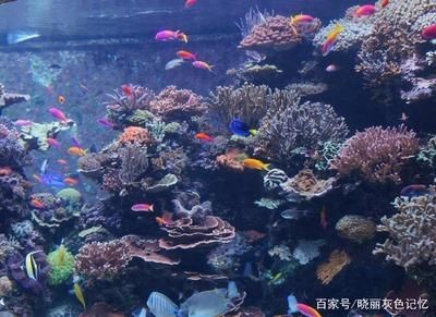 八爪魚能在魚缸里養嗎視頻：八爪魚能在魚缸里養嗎八爪魚飼養注意事項