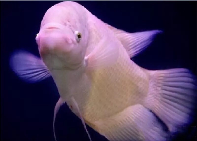 問個問題虎魚和戰船誰能長的更大