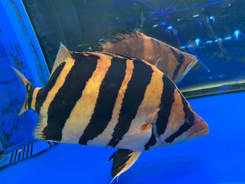 問個問題虎魚和戰船誰能長的更大