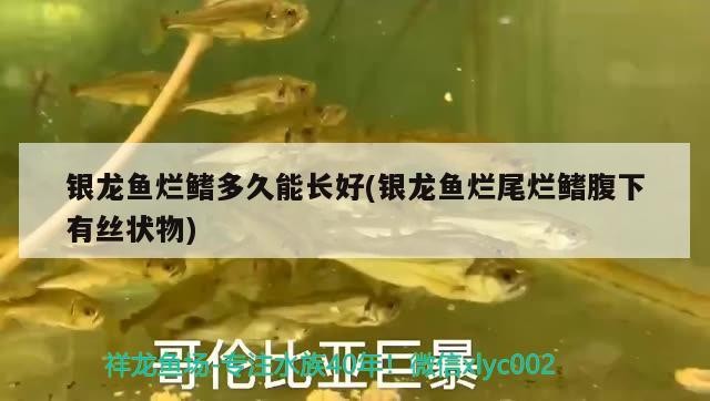 銀龍魚爛鰭多久能長好(銀龍魚爛尾爛鰭腹下有絲狀物)