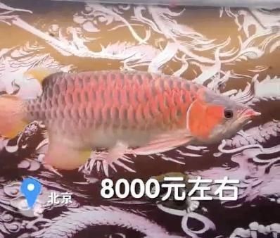 鄭州市金水區宏達水族店（鄭州市金水區宏達水族店地址）