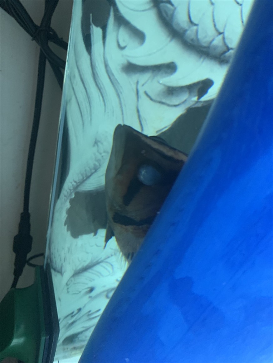 虎魚被龍咬第四天坐等自然恢復