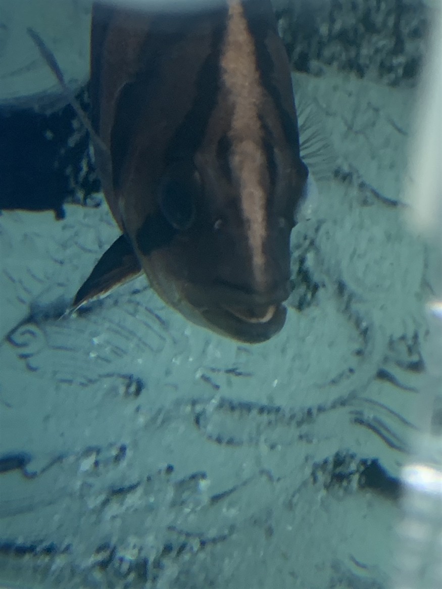 虎魚被龍咬第四天坐等自然恢復