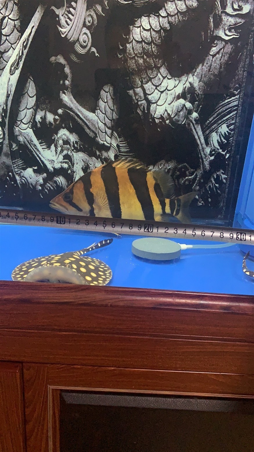 虎魚被龍咬第四天坐等自然恢復
