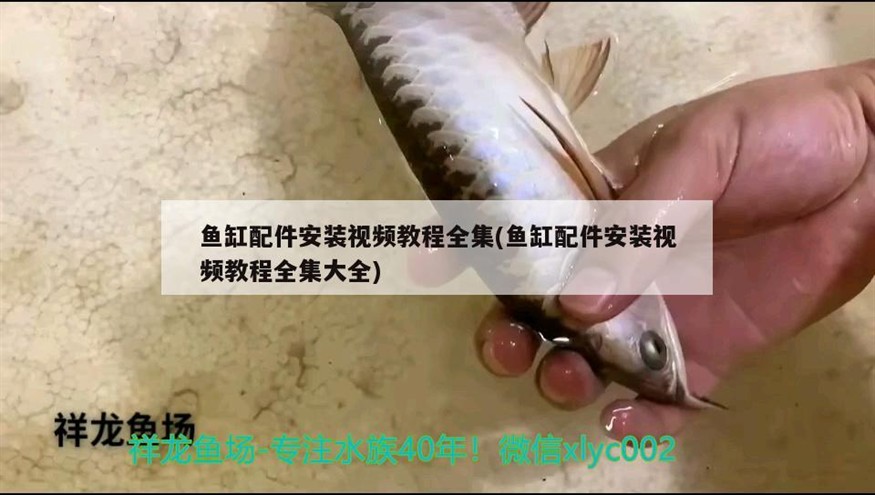 一金一白一銀龍一大虎魚兩條球虎一條河豚