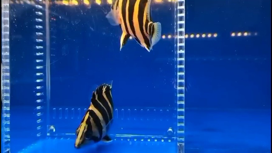 如何挑選虎魚？