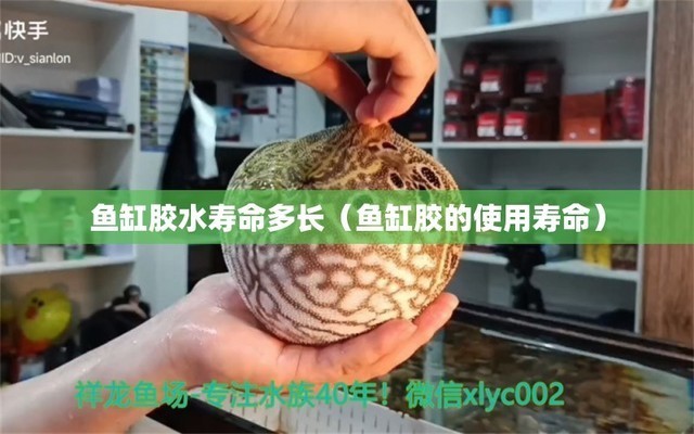 端州區(qū)盈彩水族館（端州區(qū)盈彩水族館電話）