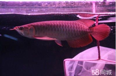 紅龍魚怎么看品相圖解