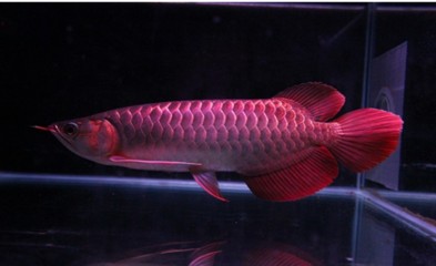 紅龍魚回來趴缸一般幾天換一次水