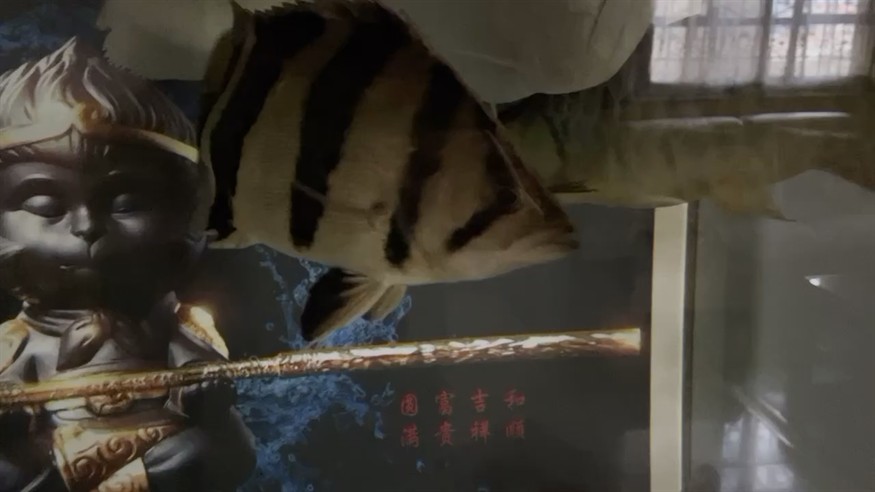 虎魚(yú)長(zhǎng)大后基本都不包了