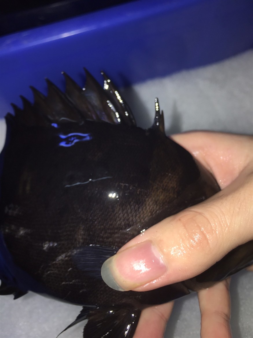 虎魚生病爛身