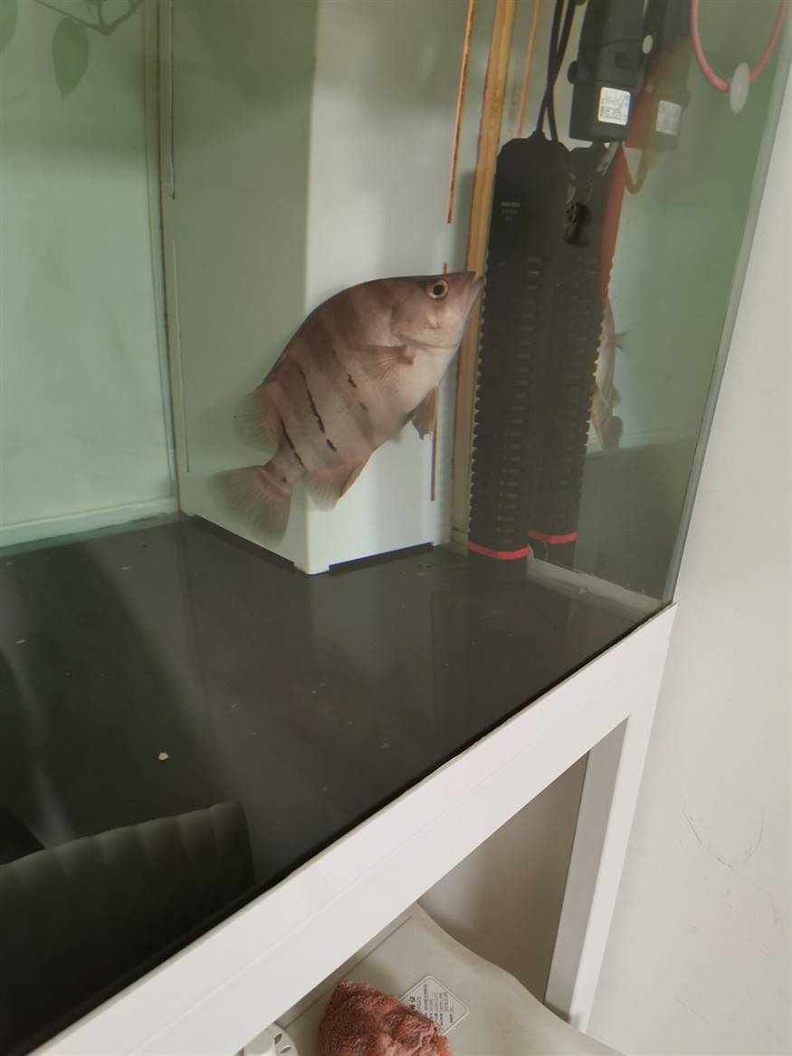 虎魚咋變這個顏色了呢