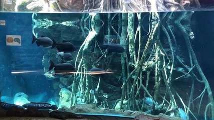 淡水白鯧養在魚缸：淡水白鯧可以在魚缸中飼養在魚缸中飼養淡水白鯧的食性