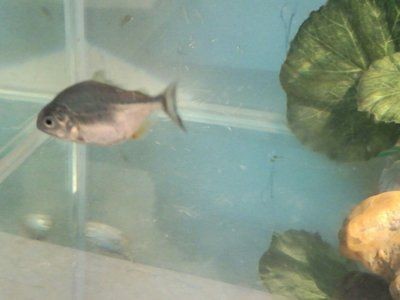 淡水白鯧養在魚缸：淡水白鯧可以在魚缸中飼養在魚缸中飼養淡水白鯧的食性