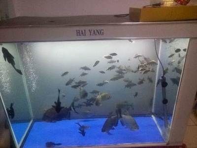 淡水白鯧養在魚缸：淡水白鯧可以在魚缸中飼養在魚缸中飼養淡水白鯧的食性