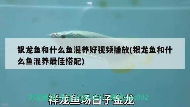 銀龍魚(yú)和什么魚(yú)混養(yǎng)好視頻播放(銀龍魚(yú)和什么魚(yú)混養(yǎng)最佳搭配)