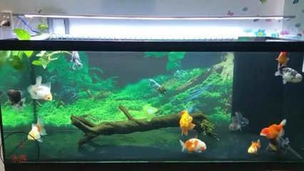 百褶泰獅魚缸尺寸：百褶泰獅的養殖注意事項