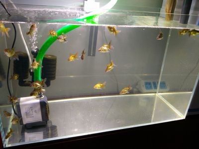 百褶泰獅魚缸尺寸：百褶泰獅的養殖注意事項