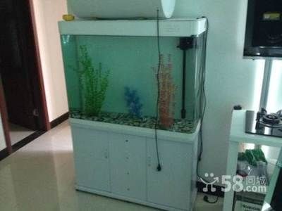 1米2的魚缸：1米2的魚缸適合養多少條魚