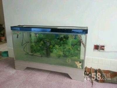1米2的魚缸：1米2的魚缸適合養多少條魚
