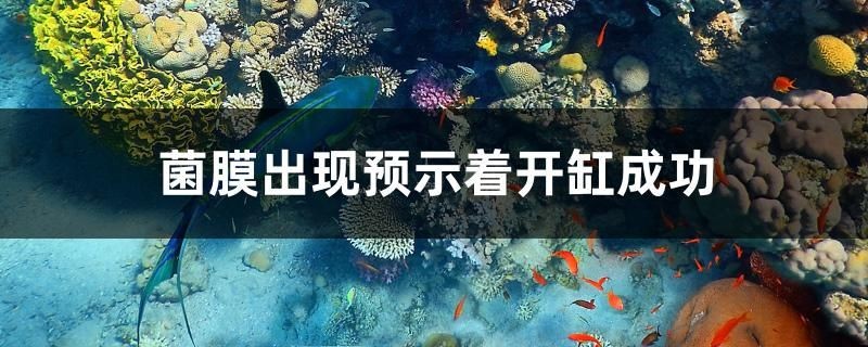 菌膜出現(xiàn)預(yù)示著開(kāi)缸成功