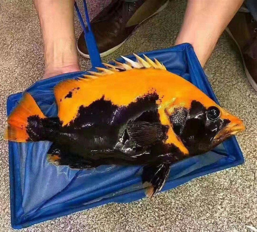 這是虎魚中的戰斗機？ 這是虎魚中的戰斗機？ 虎魚百科 第1張